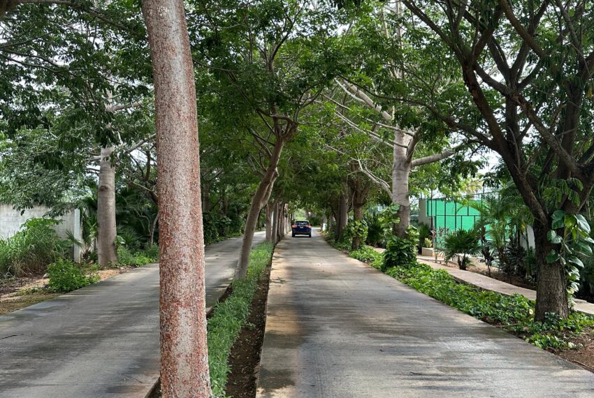 CALLES